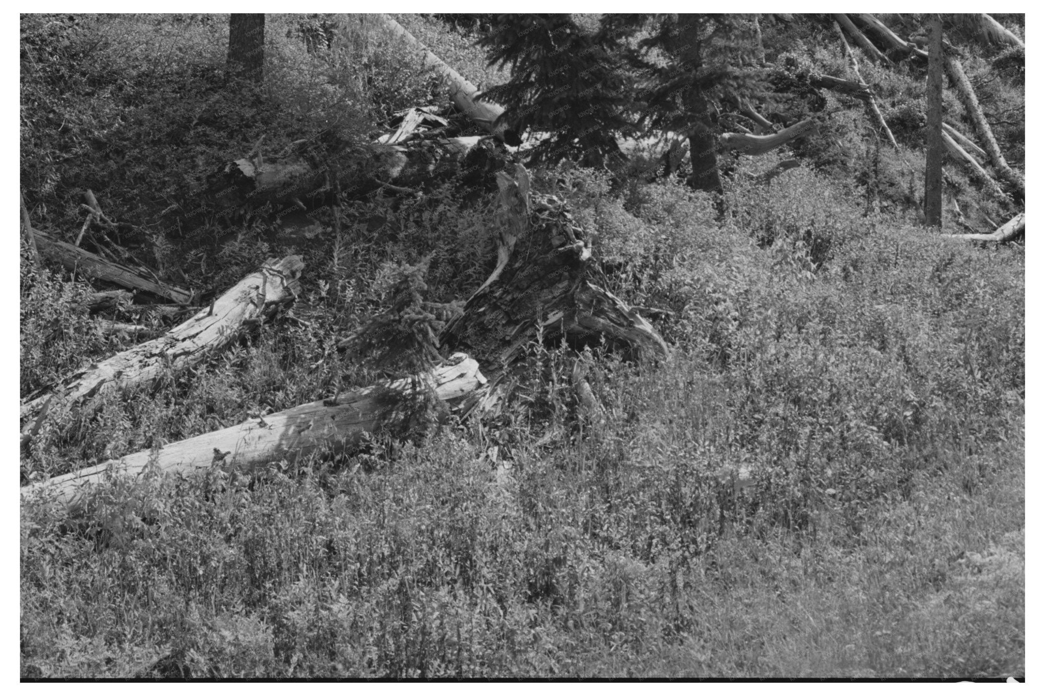 Decaying Logs from Early Mining in Ouray County Colorado 1940 - Available at KNOWOL