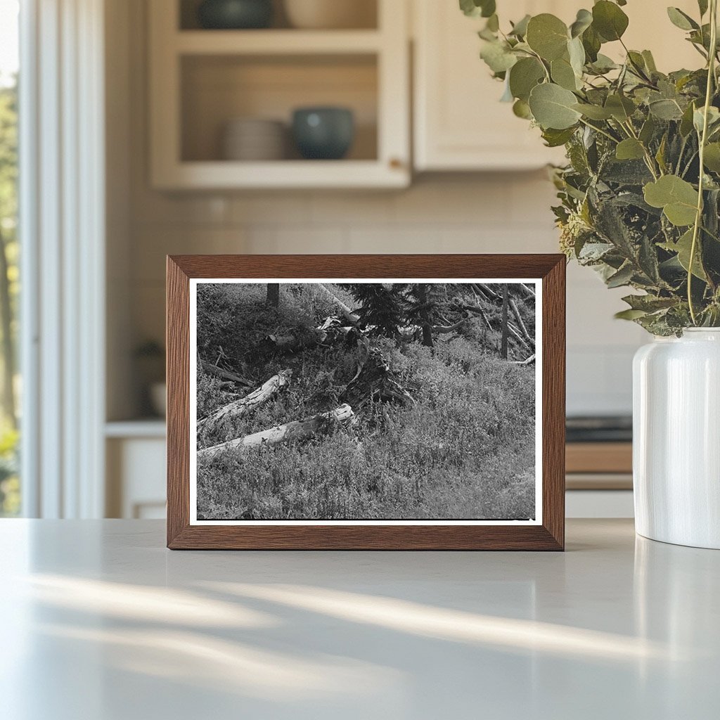 Decaying Logs from Early Mining in Ouray County Colorado 1940 - Available at KNOWOL