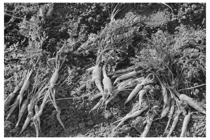 Deformed Carrots for Cattle Feed Santa Maria 1939 - Available at KNOWOL