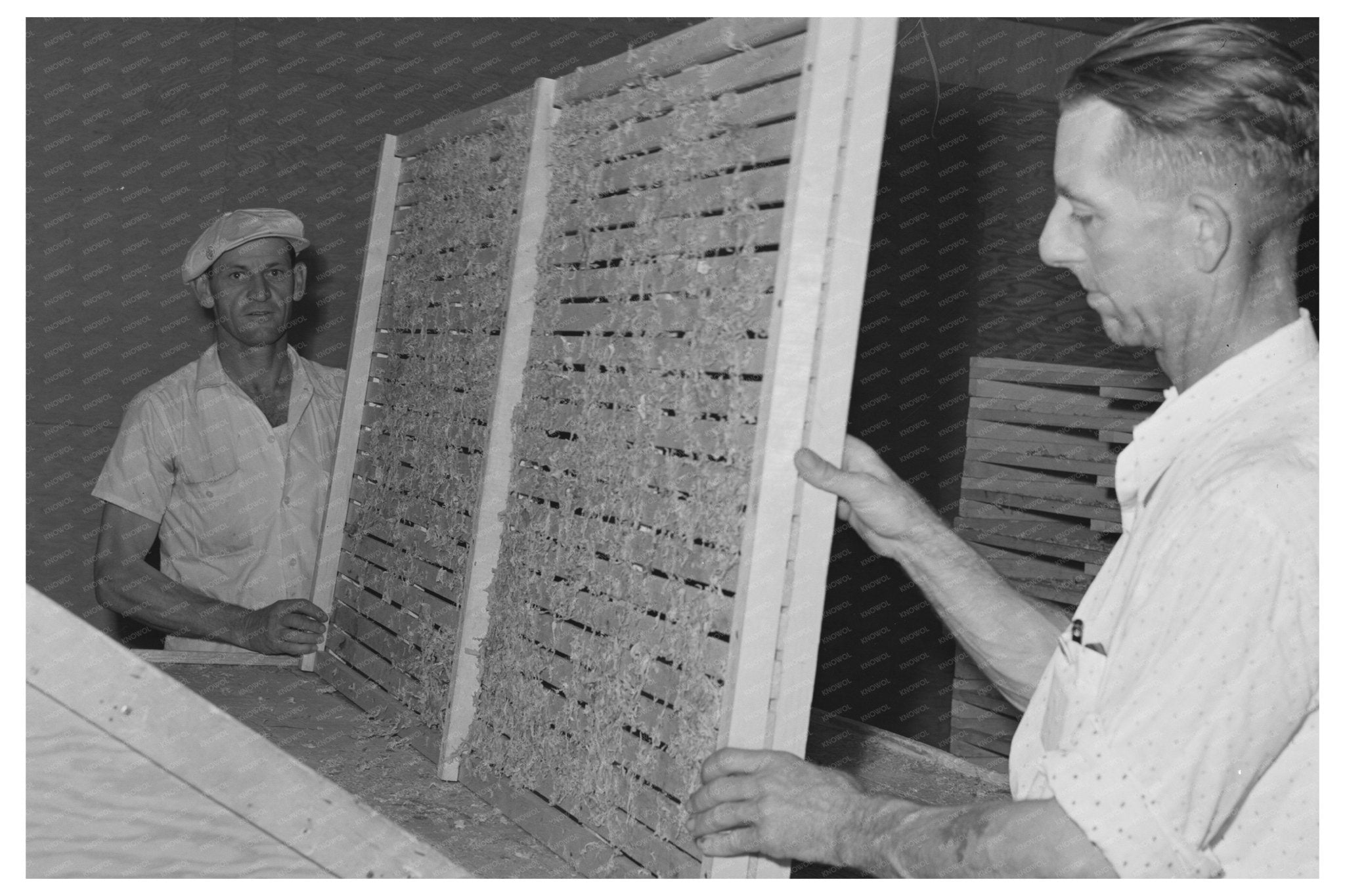 Dehydrated Cabbage Processing Turlock California 1942 - Available at KNOWOL