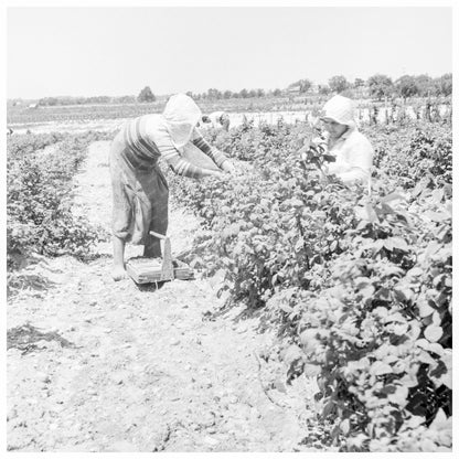 Delaware Migrants Picking Raspberries New Jersey 1936 - Available at KNOWOL