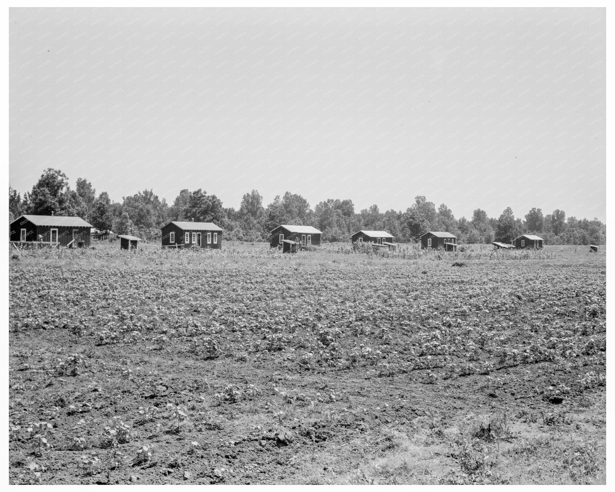 Delta Cooperative Farm Cabins in Hillhouse Mississippi 1937 - Available at KNOWOL