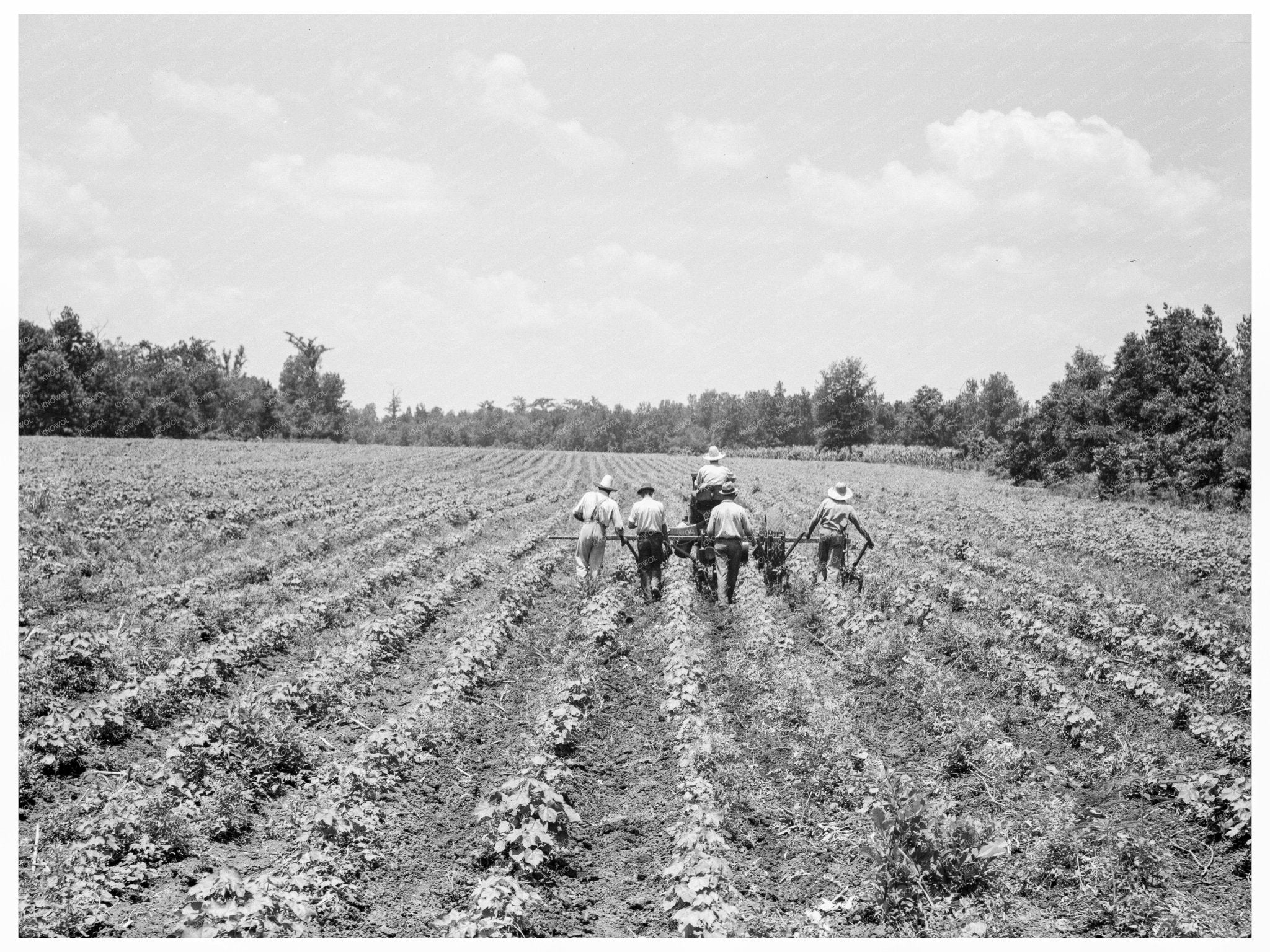 Delta Cooperative Farm Hillhouse Mississippi June 1937 - Available at KNOWOL