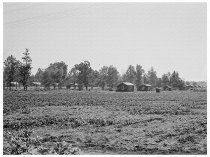 Delta Cooperative Farms Living Arrangements Mississippi 1937 - Available at KNOWOL