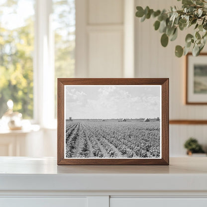 Delta Cotton Plantation Landscape Arkansas August 1938 - Available at KNOWOL