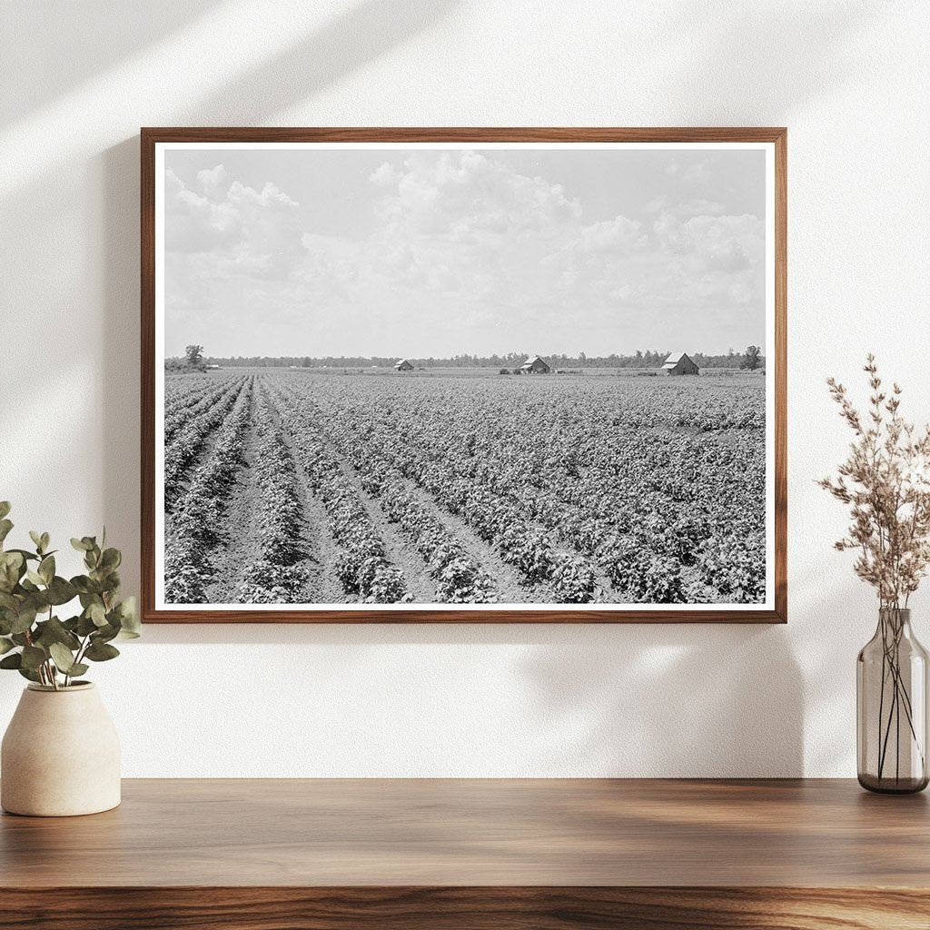 Delta Cotton Plantation Landscape Arkansas August 1938 - Available at KNOWOL