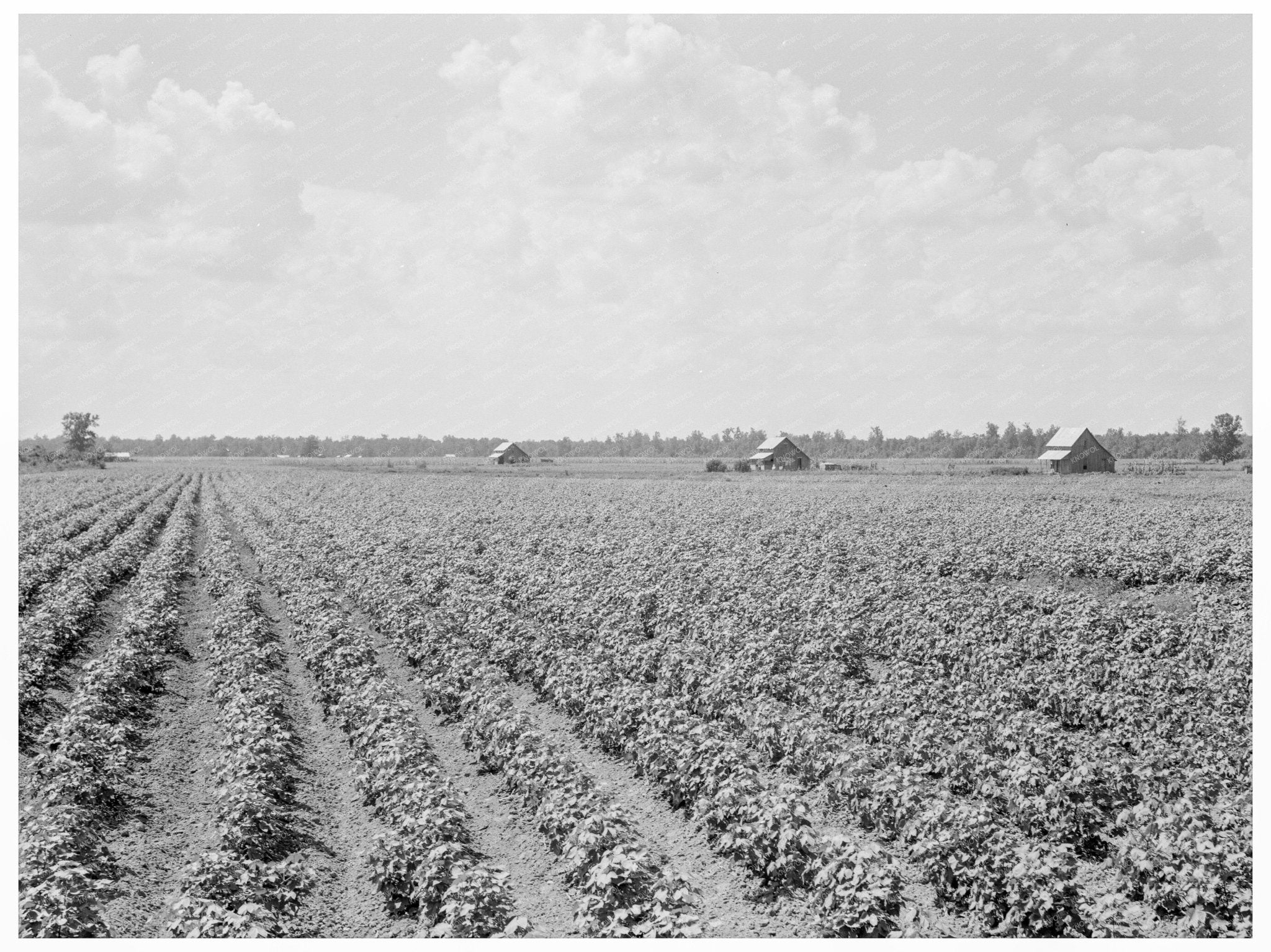 Delta Cotton Plantation Landscape Arkansas August 1938 - Available at KNOWOL