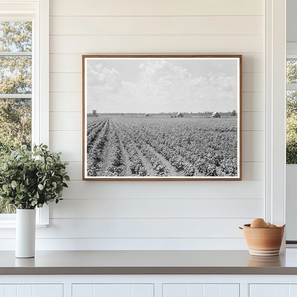 Delta Cotton Plantation Landscape Arkansas August 1938 - Available at KNOWOL