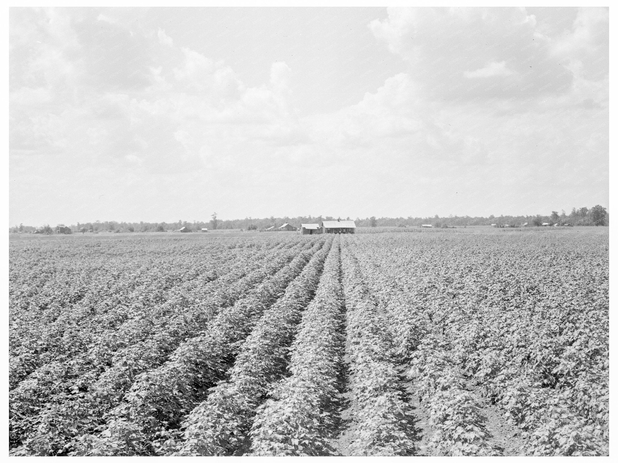 Delta Plantation Landscape Arkansas Cotton Fields 1938 - Available at KNOWOL