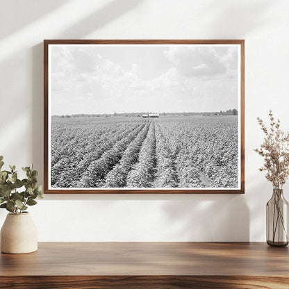 Delta Plantation Landscape Arkansas Cotton Fields 1938 - Available at KNOWOL