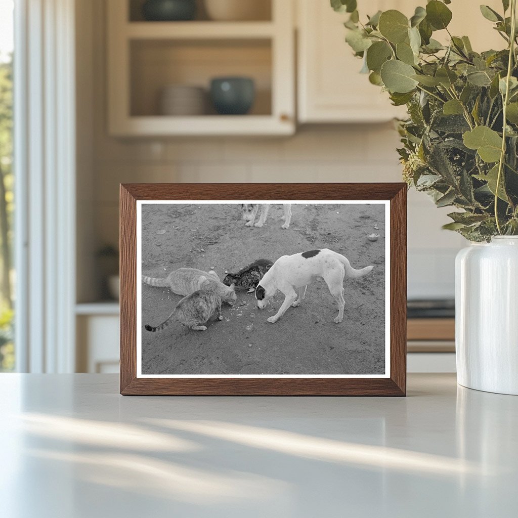 Dogs and Cats Share a Meal on Texas Farm February 1939 - Available at KNOWOL