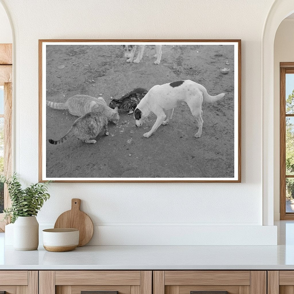 Dogs and Cats Share a Meal on Texas Farm February 1939 - Available at KNOWOL