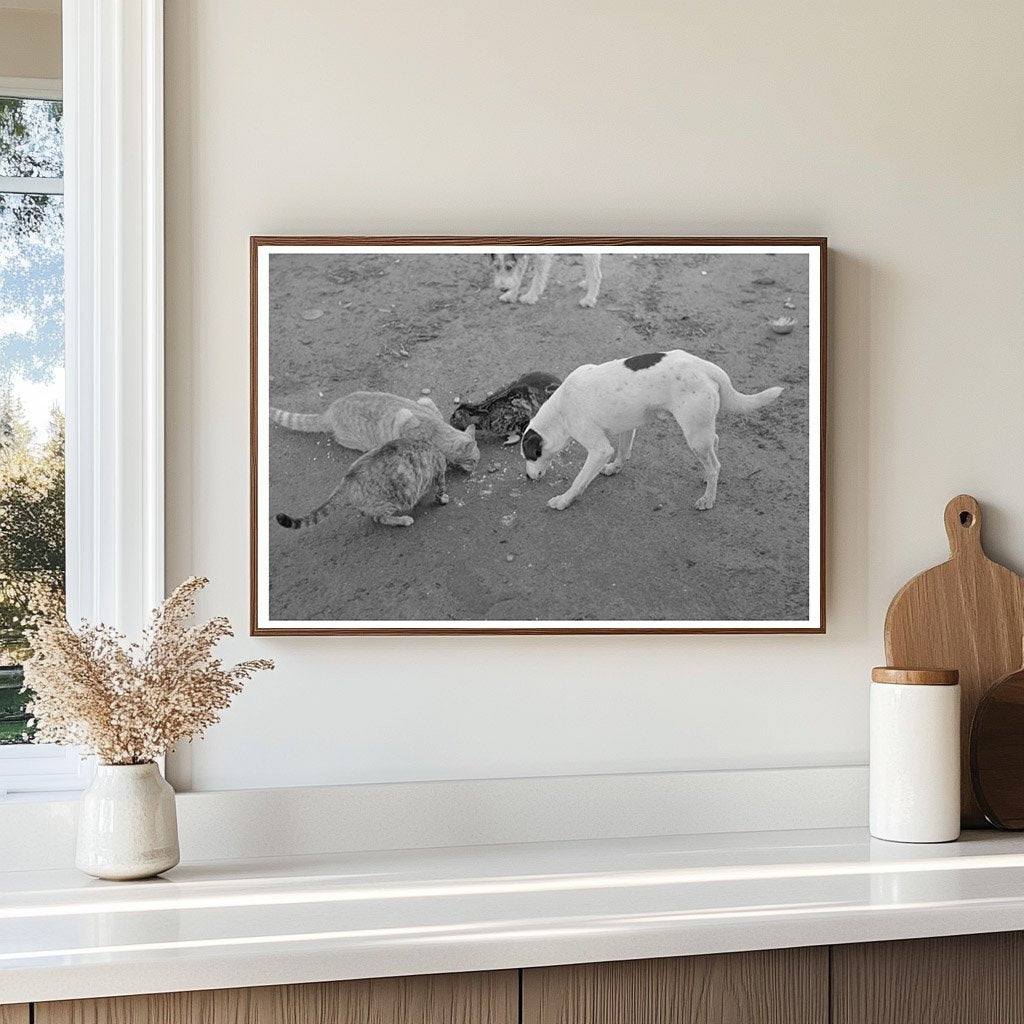 Dogs and Cats Share a Meal on Texas Farm February 1939 - Available at KNOWOL