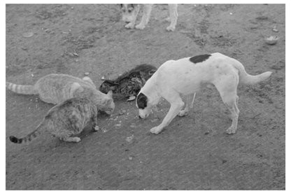 Dogs and Cats Share a Meal on Texas Farm February 1939 - Available at KNOWOL