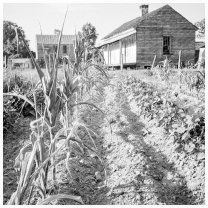 Drought Affected Cornfield Eutaw Alabama 1936 - Available at KNOWOL