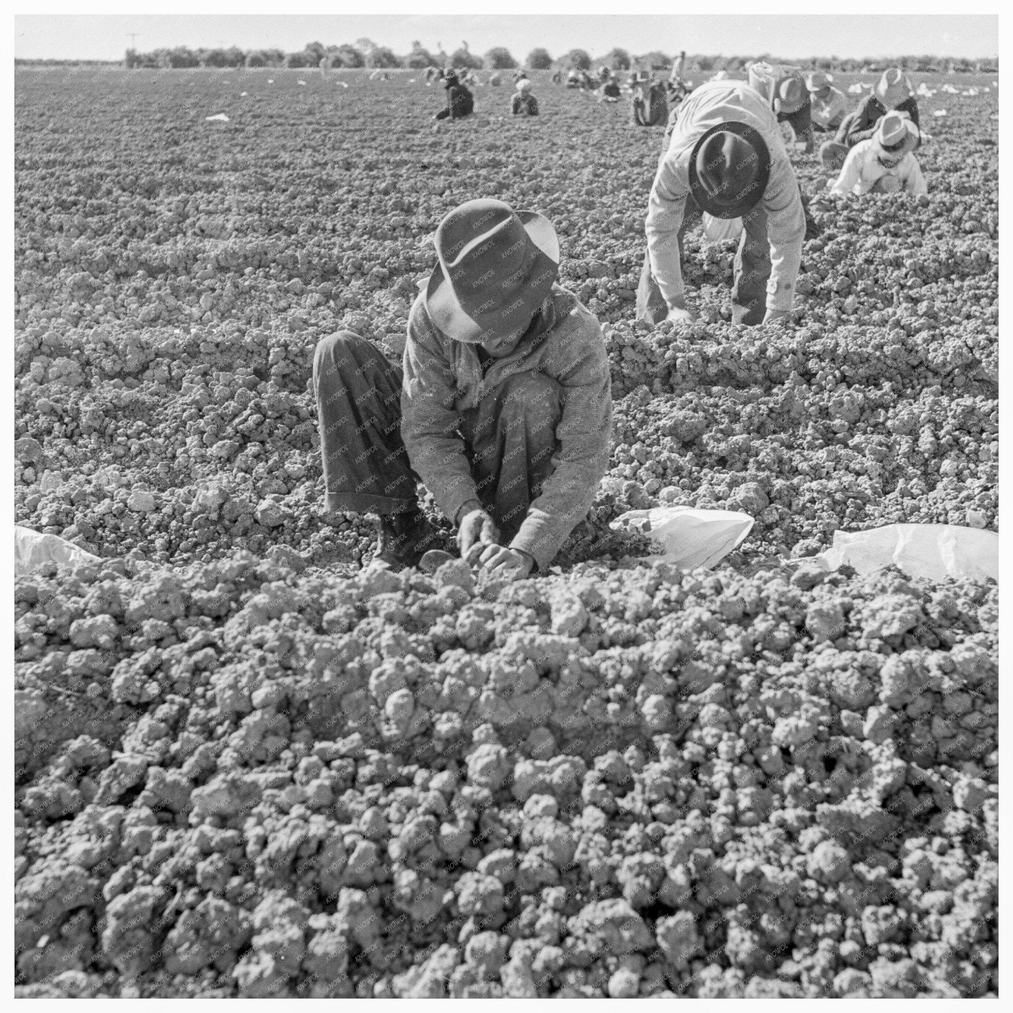 Drought Refugees and Workers Planting Cantaloupes 1937 - Available at KNOWOL