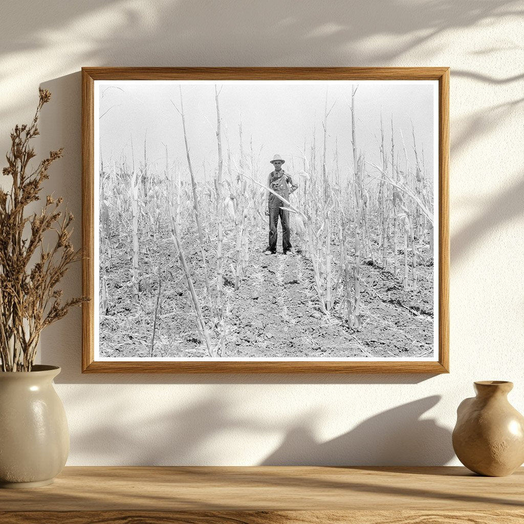 Drought - Stricken Corn in Arkansas August 1936 - Available at KNOWOL