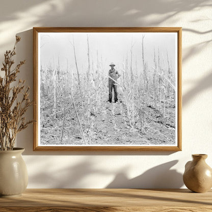 Drought - Stricken Corn in Arkansas August 1936 - Available at KNOWOL