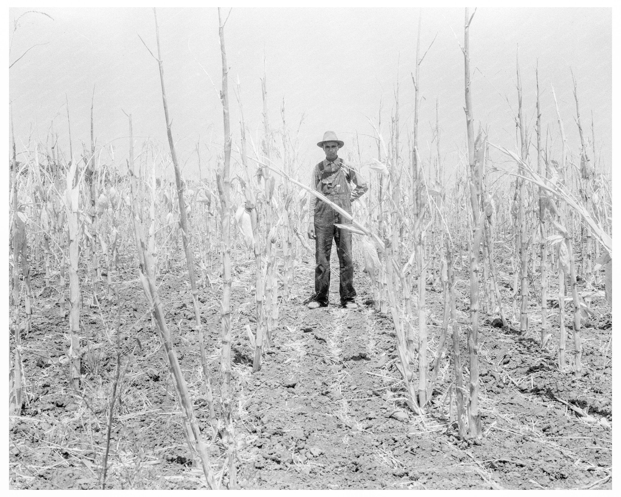 Drought - Stricken Corn in Arkansas August 1936 - Available at KNOWOL