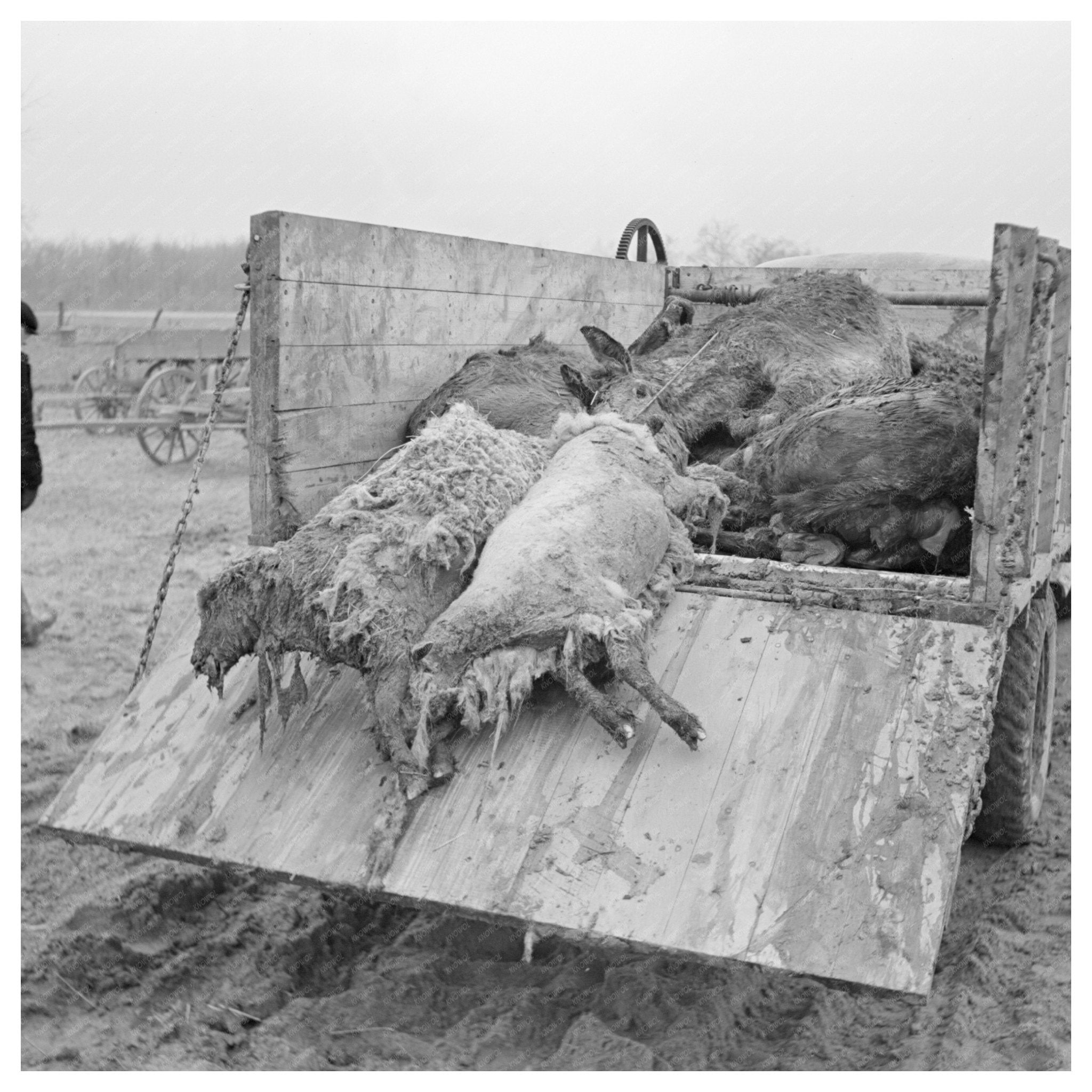 Drowned Sheep Loaded onto Truck in Indiana February 1937 - Available at KNOWOL