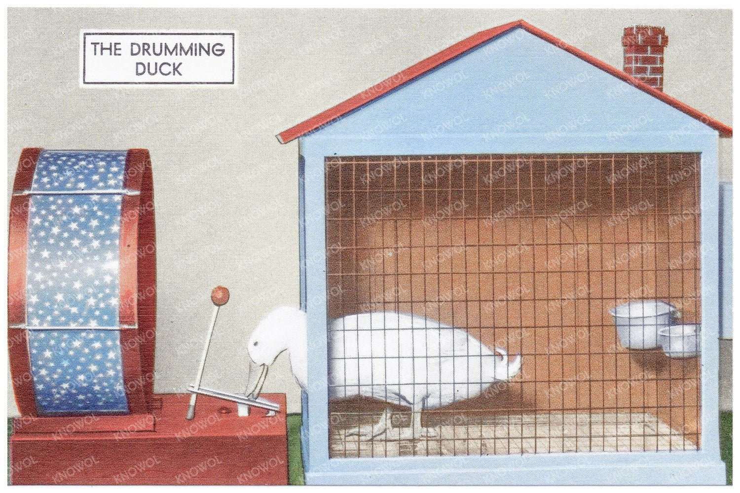 Drumming Duck Vintage Postcard 1930 - 1945 - Available at KNOWOL