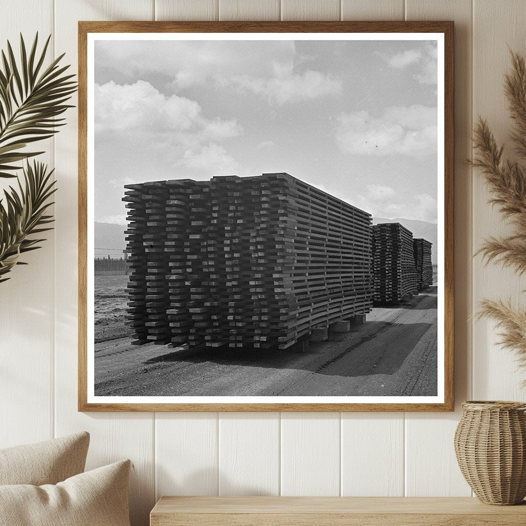 Duckboards in Salinas California May 1942 Guayule Cultivation - Available at KNOWOL