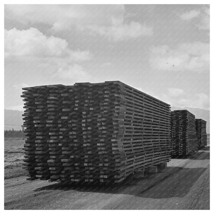 Duckboards in Salinas California May 1942 Guayule Cultivation - Available at KNOWOL