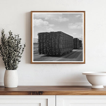 Duckboards in Salinas California May 1942 Guayule Cultivation - Available at KNOWOL