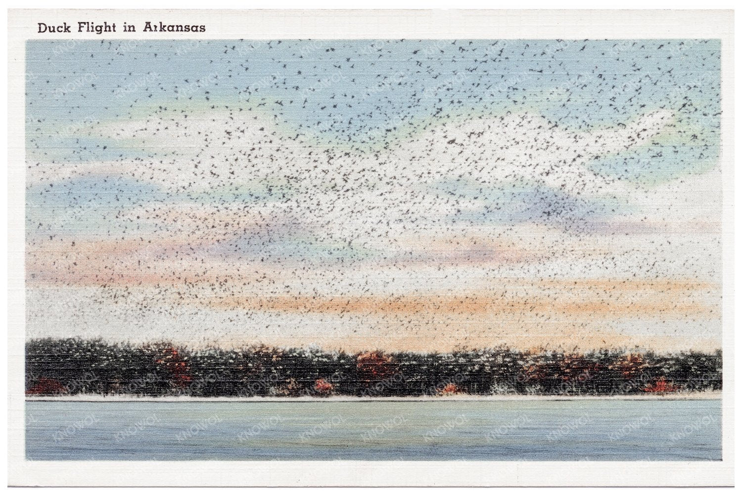 Ducks in Flight Over Arkansas Wetlands Vintage Postcard 1930 - 1945 - Available at KNOWOL