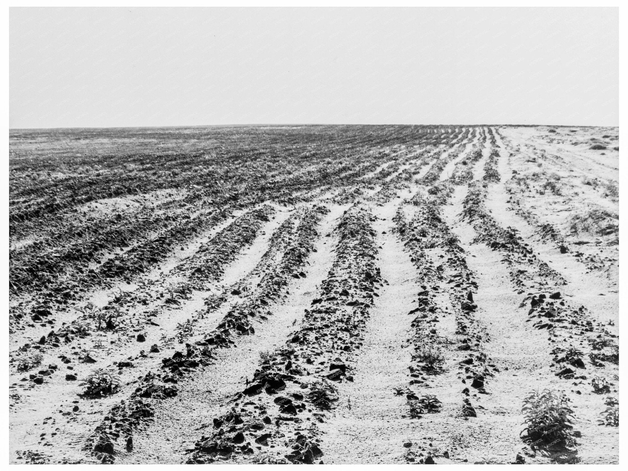 Dust Bowl Farming Operations June 1938 Dalhart Texas - Available at KNOWOL