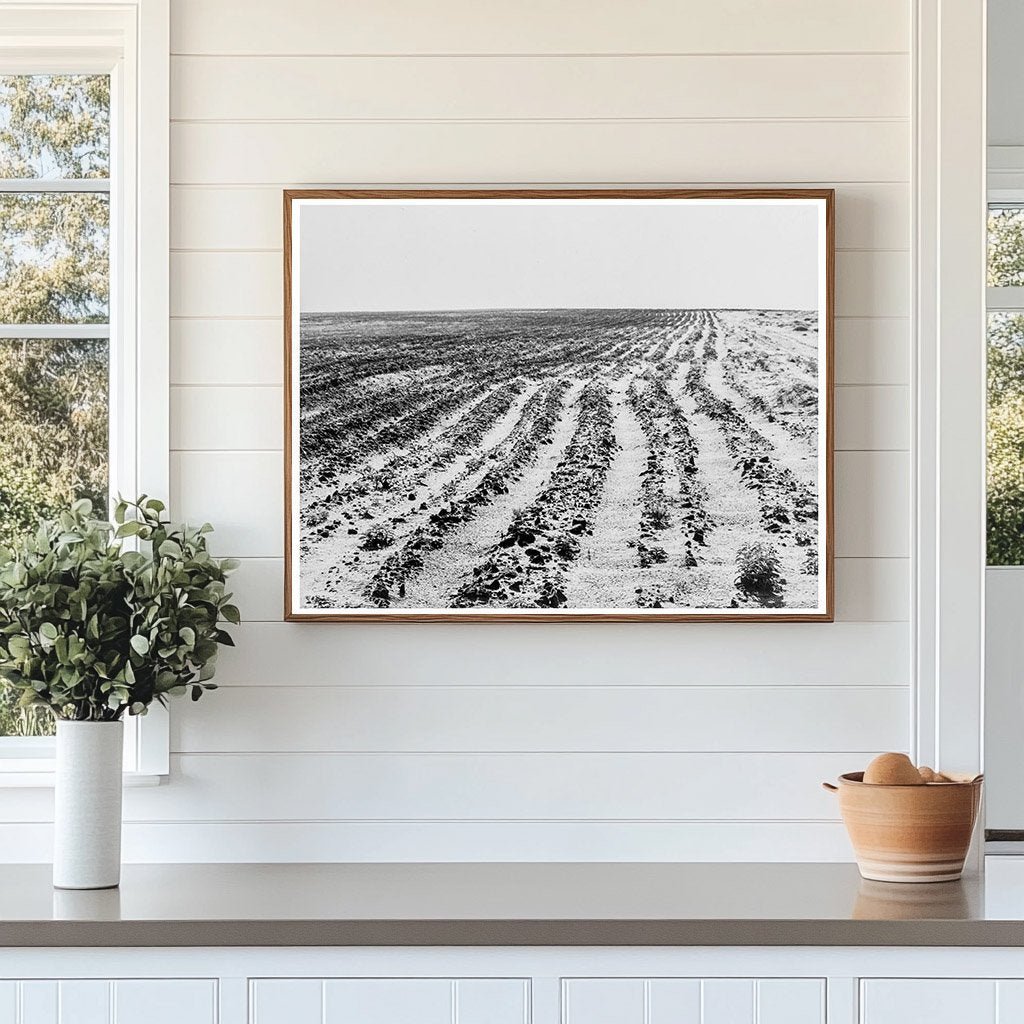 Dust Bowl Farming Operations June 1938 Dalhart Texas - Available at KNOWOL