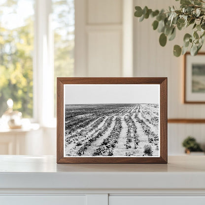 Dust Bowl Farming Operations June 1938 Dalhart Texas - Available at KNOWOL