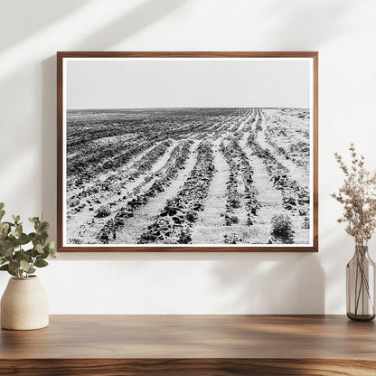 Dust Bowl Farming Operations June 1938 Dalhart Texas - Available at KNOWOL