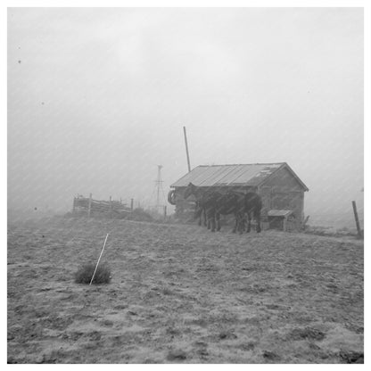 Dust Storm in Williston North Dakota October 1937 - Available at KNOWOL