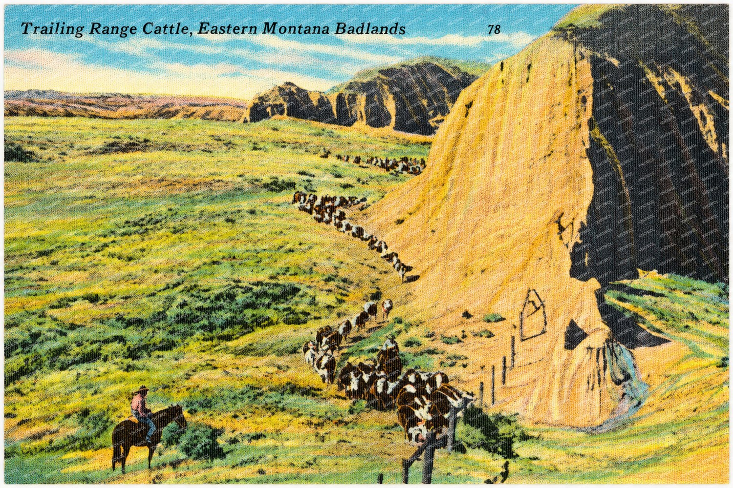 MT: Trailing Range Cattle, Eastern Montana Badlands