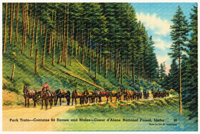 Coeur d'Alene National Forest, ID: Pack train- contains 64 horses and mules- Coeur d'Alene National Forest