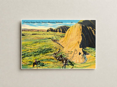 MT: Trailing Range Cattle, Eastern Montana Badlands