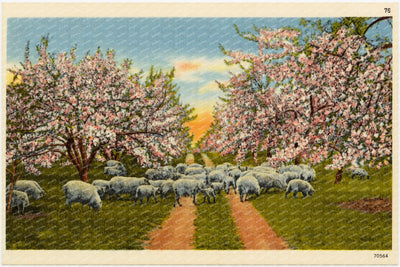 Apple blossom time, scene like this make this section a veritable fairyland for weeks in the spring time. — Vintage Maryland Postcard