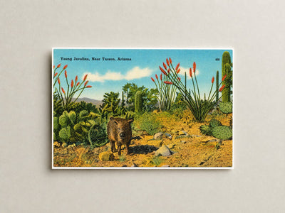 Tucson, AZ: Young Javelina, near Tucson