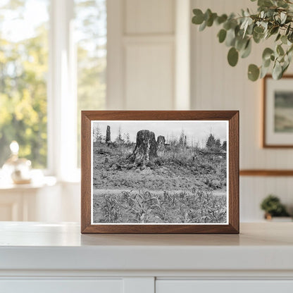 Elma Landscape in Grays Harbor County Washington 1939 - Available at KNOWOL