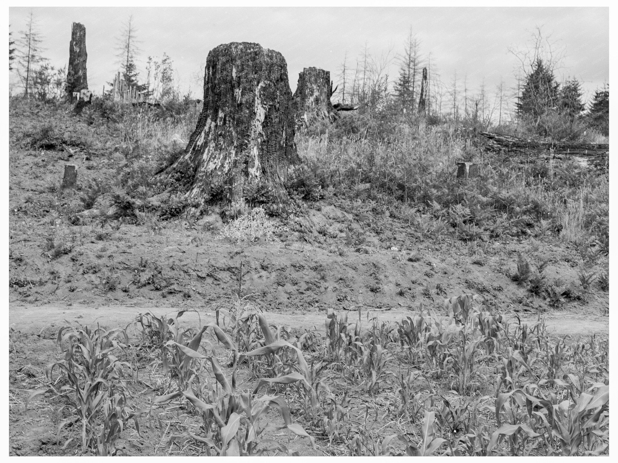 Elma Landscape in Grays Harbor County Washington 1939 - Available at KNOWOL