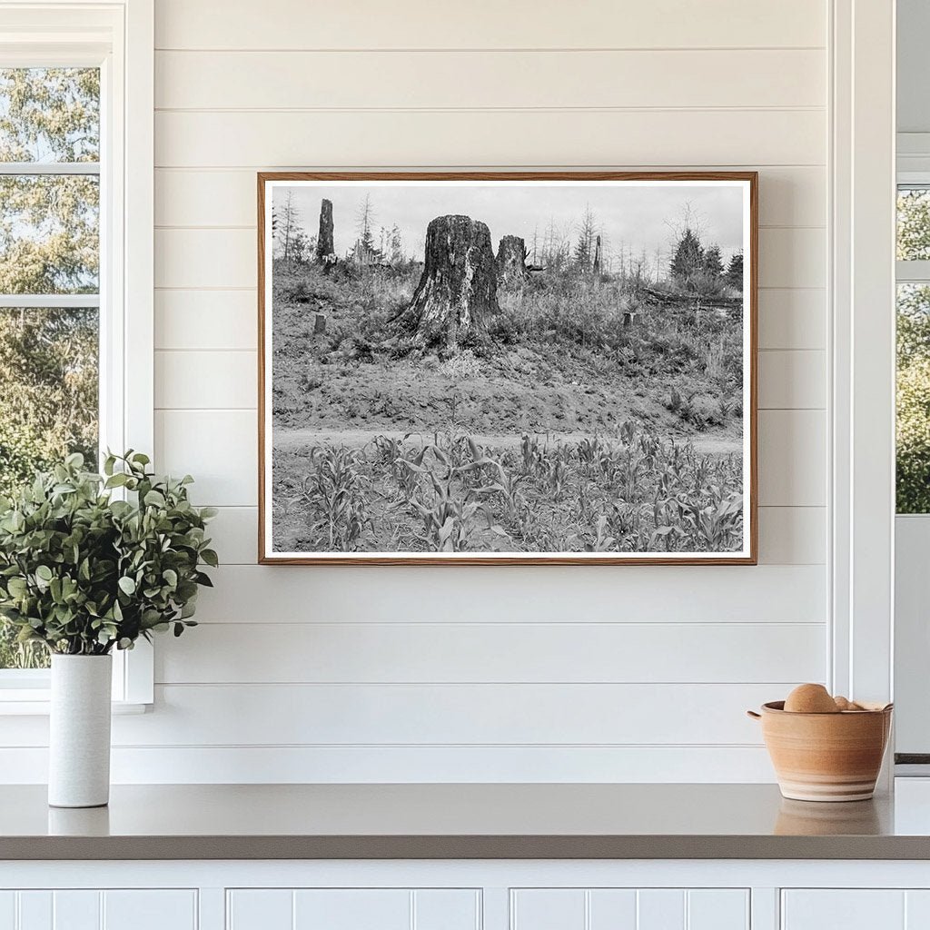 Elma Landscape in Grays Harbor County Washington 1939 - Available at KNOWOL