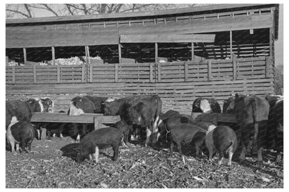 Emrick Farm Cattle and Hogs November 1936 Aledo Illinois - Available at KNOWOL