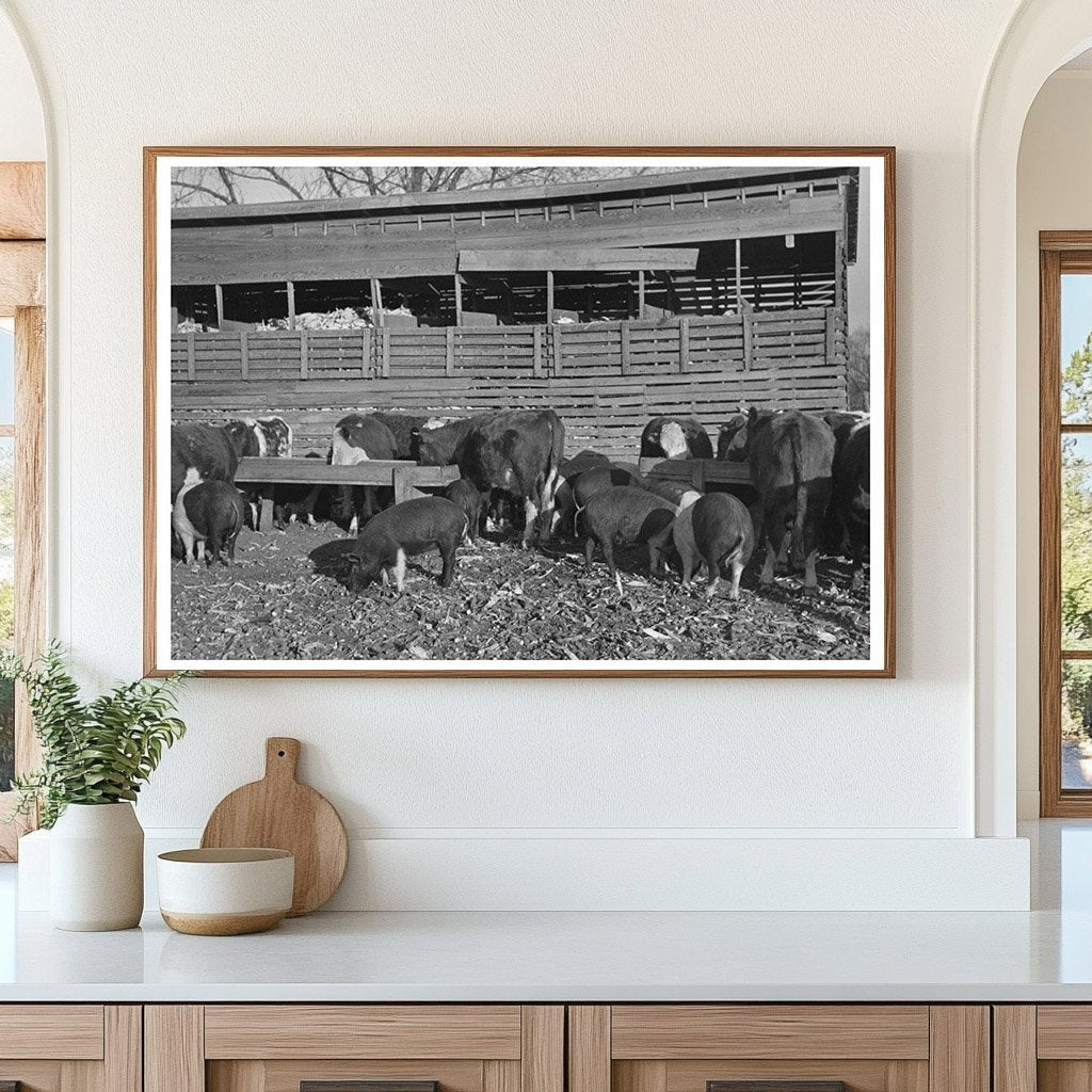 Emrick Farm Cattle and Hogs November 1936 Aledo Illinois - Available at KNOWOL