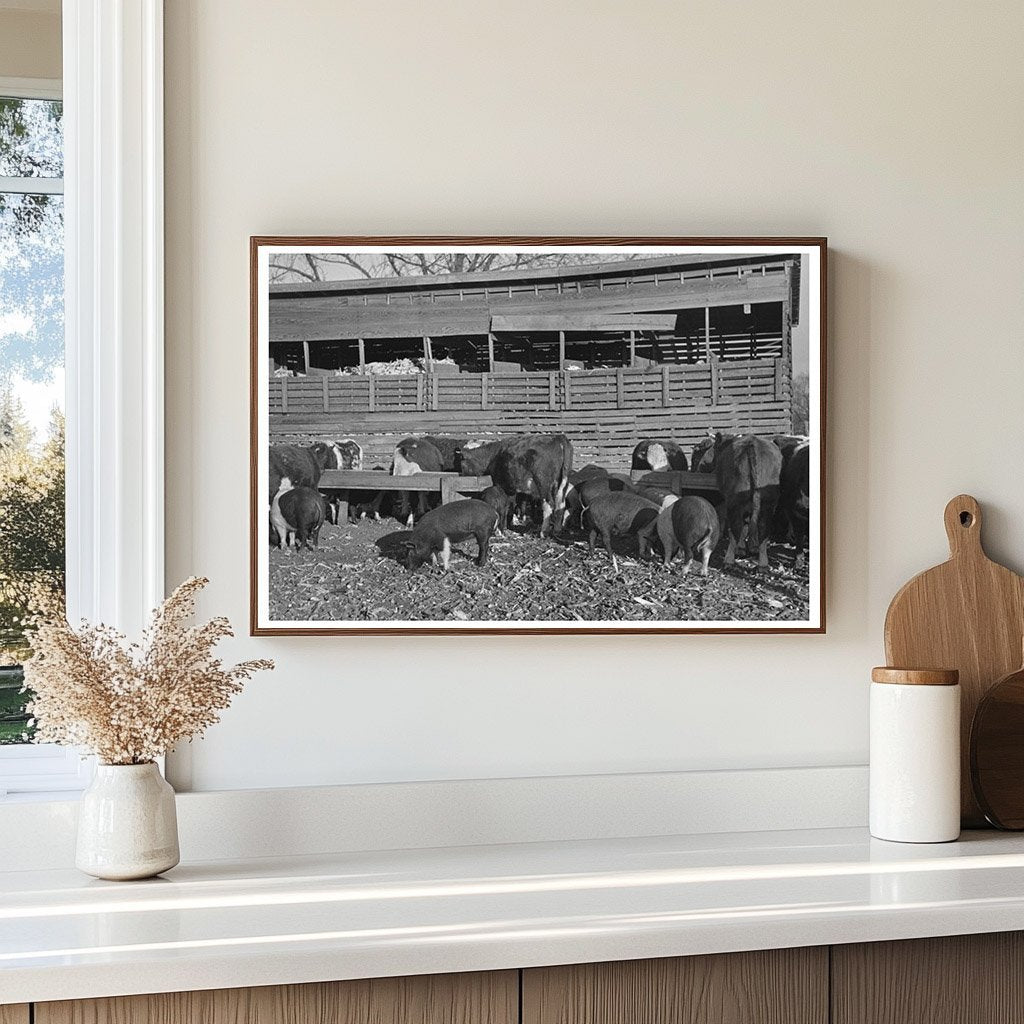 Emrick Farm Cattle and Hogs November 1936 Aledo Illinois - Available at KNOWOL