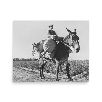 MS - Young Day Laborer Carries Cotton Sacks from the field to the truck via horse, Hopson, Mississippi 1939