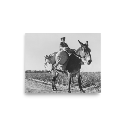 MS - Young Day Laborer Carries Cotton Sacks from the field to the truck via horse, Hopson, Mississippi 1939