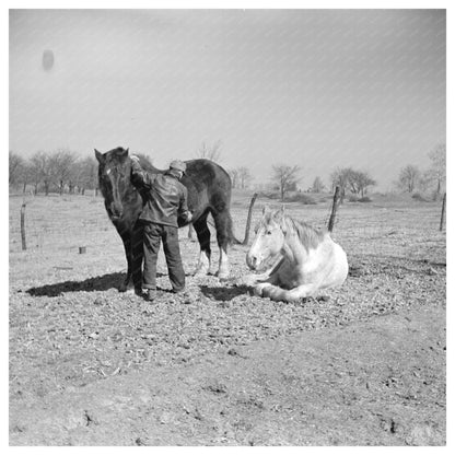 Erasty Emrich Currying Horse Tippecanoe County 1937 - Available at KNOWOL