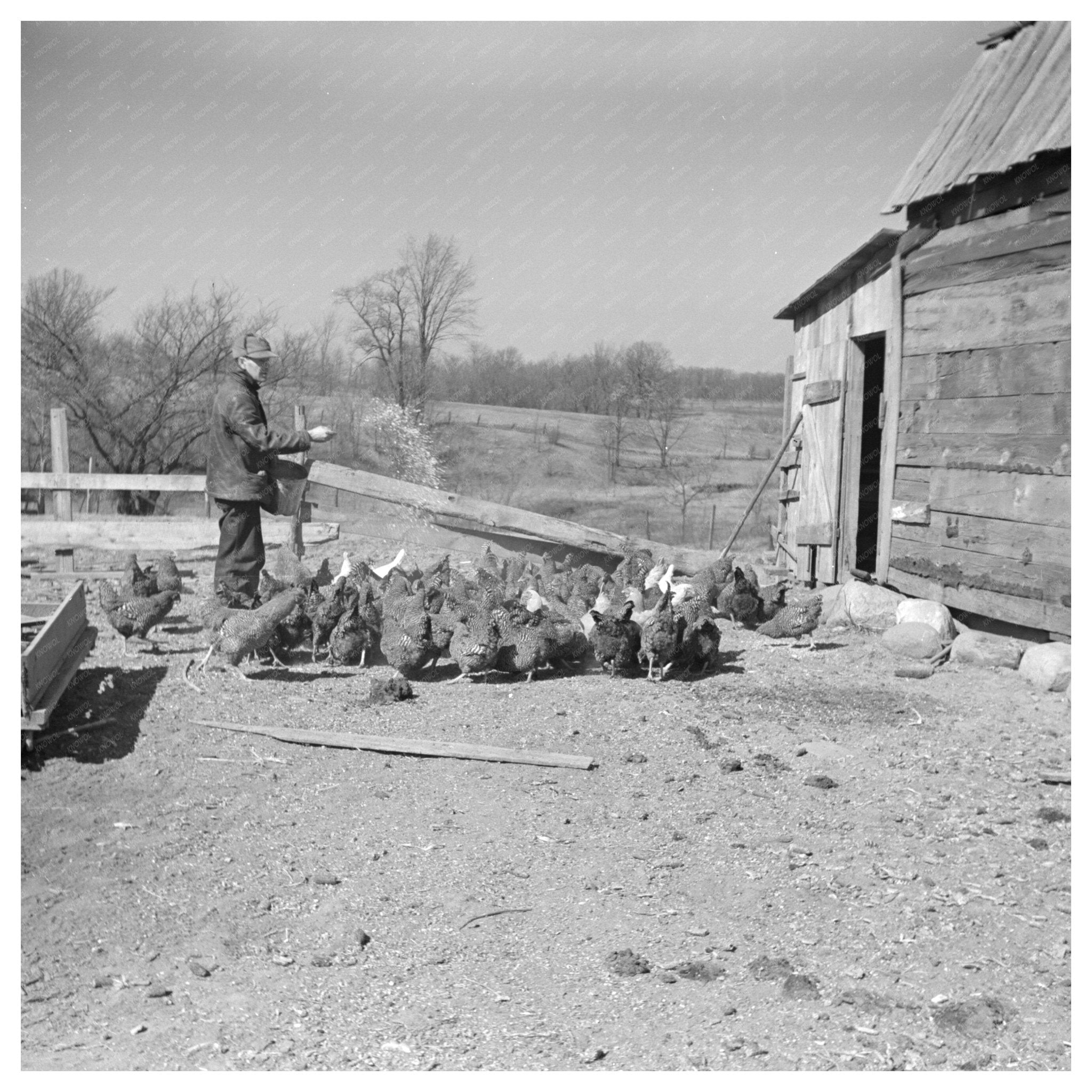 Erasty Emrich Feeding Chickens on Farm Indiana March 1937 - Available at KNOWOL