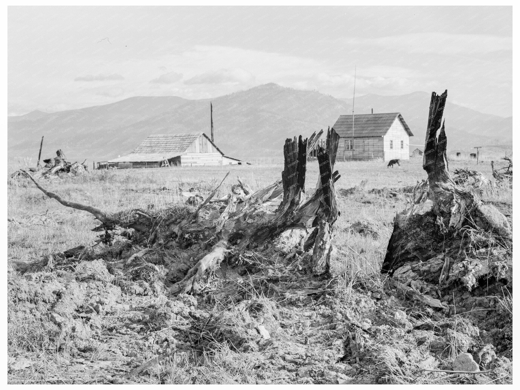 Evanson New Home Land Clearing Priest River Valley 1939 - Available at KNOWOL